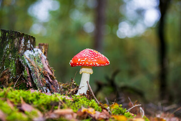 amanita muscaria, fly agaric or fly amanita basidiomycota muscimol mushroom