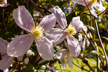 Pink Clematis in Bloom