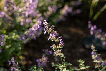 Obraz premium flowers in the garden