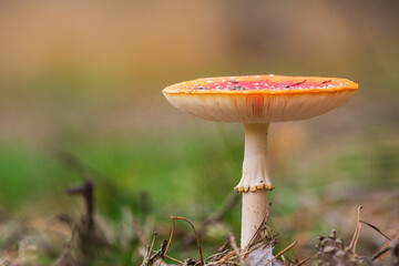 amanita muscaria, fly agaric or fly amanita basidiomycota muscimol mushroom