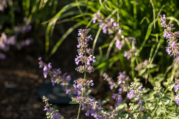 lavender flowers in the field