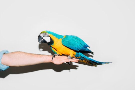 A Parrot