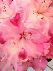 close up of a rhododendron flower