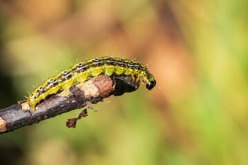 Box tree moth caterpillar, Cydalima perspectalis, closeup feeding