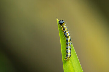 Box tree moth caterpillar, Cydalima perspectalis, closeup