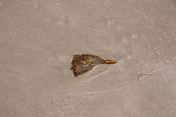 High angle close-up view of algae on the wet sand at the water edge of an ocean beach