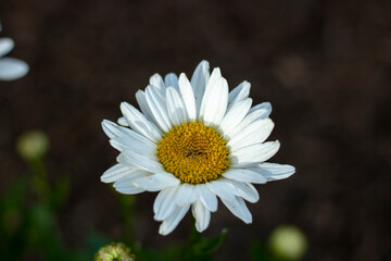 close up of daisy