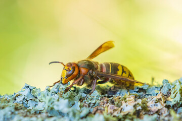 European hornet, Vespa crabro,