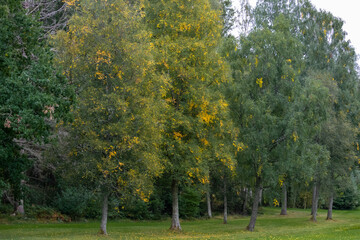 Naklejka premium Trees with autumn colors on a golf course in Sweden, Europe