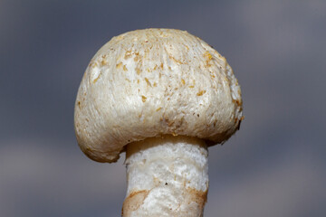 champignon blanc frais nature