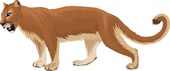 vector Puma. Cougar, mountain lion illustration