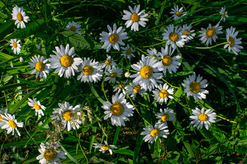 Fototapeta premium Vibrant Colorful Daisy Flowers