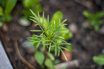 plant in the garden