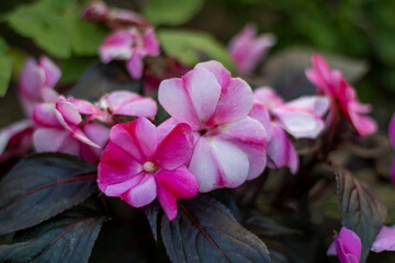 pink and purple flower