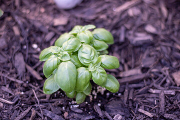 basil plant