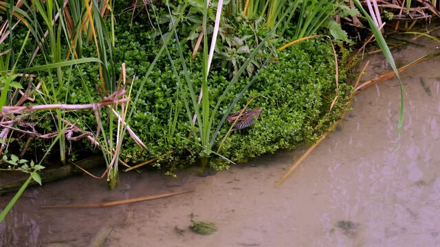 A Sora bird, Porzana carolina, walking on green vegetation near the water in a marsh. Also known as the sora rail or sora crake. Two slow motion hand held clips with zoom in.