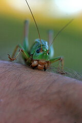 A green locust biting a man's hand, close up