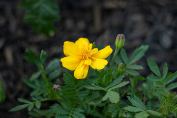 Fototapeta premium yellow flower in the garden