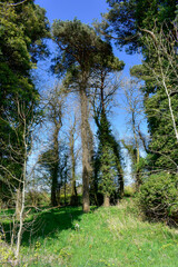 Fototapeta na wymiar Trees on a Sunny day, Ireland