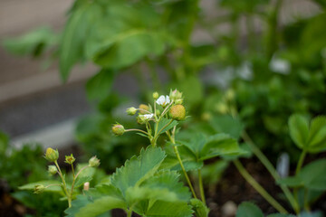 flower in the garden