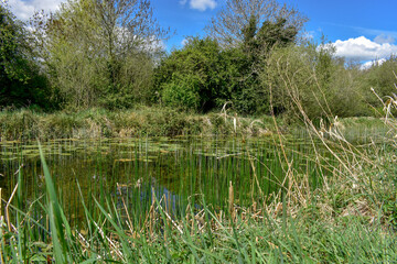 Obraz premium Beautiful Summers Day at Irish Canal