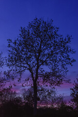 Fototapeta na wymiar Vibrant Winter Sunset with Tree Silhouette