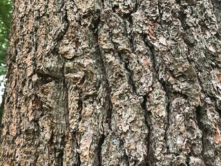 texture of bark on a tree up close 