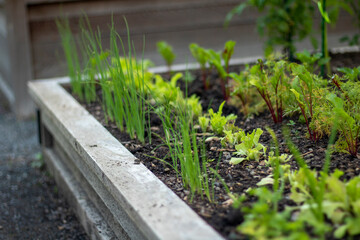 seedlings in the garden
