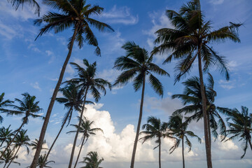 Fototapeta na wymiar Coconut palm trees against a dusk sky
