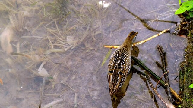 A Sora bird, Porzana carolina, wading in shallow water in a marsh. Also known as the sora rail or sora crake. Slow motion hand held clip from above.