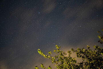 Tree branches moving at night with stars in the sky.
