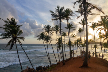 Coconut palms on Coconut hill, Marissa, Sri Lanka