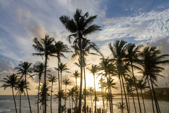 Coconut palms on Coconut hill, Marissa, Sri Lanka