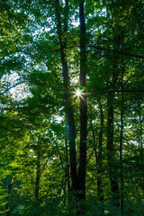 Fototapeta premium forest in the morning