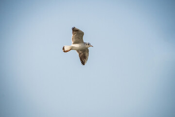 bird in flight