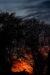 Fototapeta na wymiar Vibrant Winter Sunset with Tree Silhouette