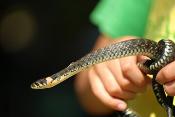 The Grass snake in a boy's hand