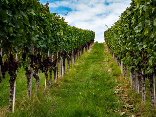 Fototapeta na wymiar The grapes are ripe. Vintage season. Winemaking in Alsace.