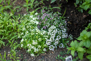 grass in the garden