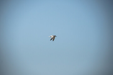 bird in flight