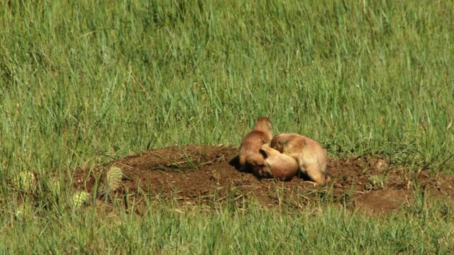 Black tailed prairie dogs in grassland