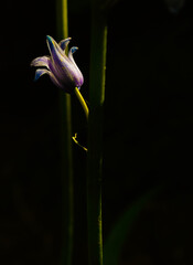 Obraz premium Bluebell Fine Art Photography