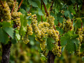 The grapes are ripe. Vintage season. Winemaking in Alsace.