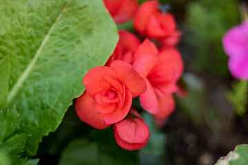 red flower in the garden