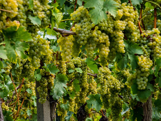 The grapes are ripe. Vintage season. Winemaking in Alsace.