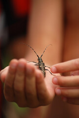 Longhorn beetles in a boy's hand, Carpathian mountains, Ukraine