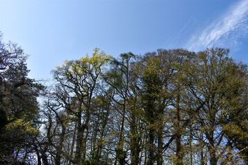 Trees on a Sunny day, Ireland