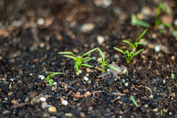 sprout growing in soil