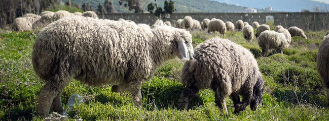 sheep in the field