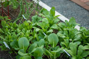seedlings in a garden
